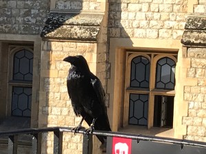 Raven at the Tower of London